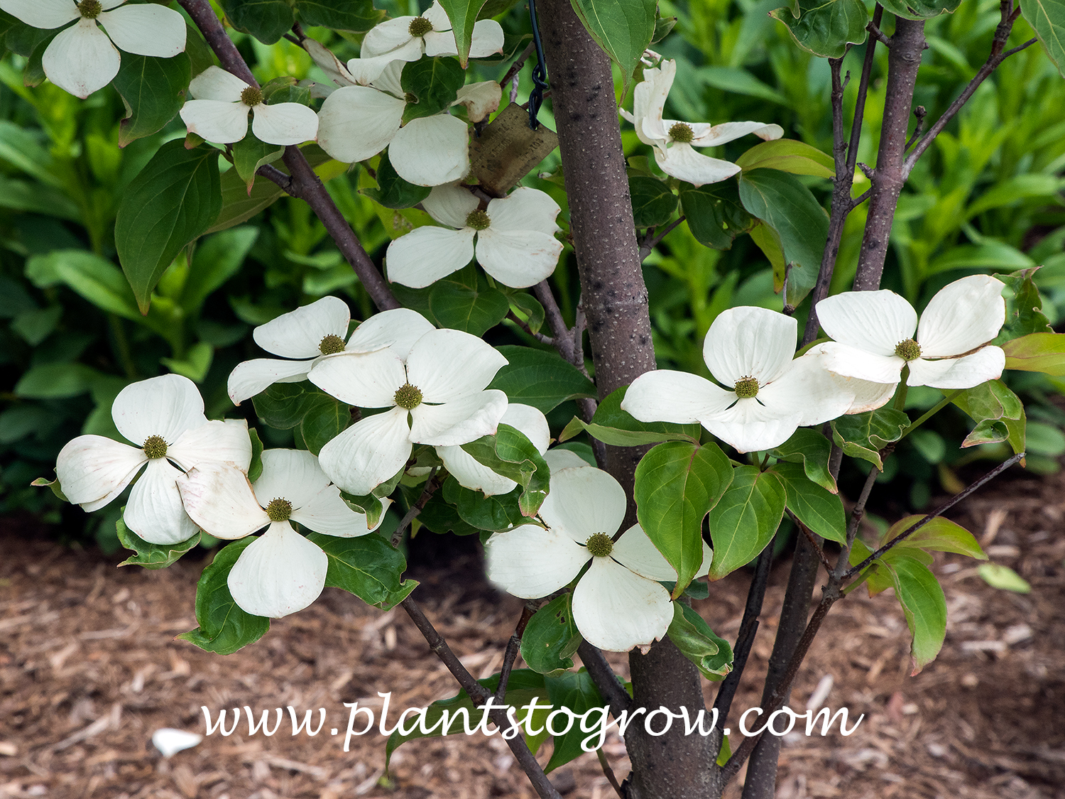 Venus Flowering Dogwood (Cornus)
Botanically, the white structures are modified leaves called bracts. Most often, people refer to them as petals, which is botanically incorrect.
